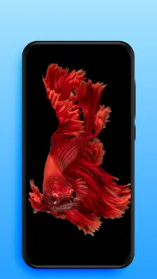 Video Live Wallpapers android App screenshot 2